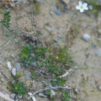 Knotted Pearlwort